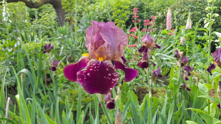 A large purple flower amongst many green leaves